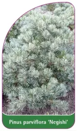 etykiety-szkolkarskie-sosna-drobnokwiatowa-negishi