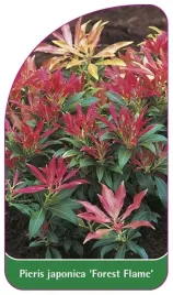 etykiety-szkolkarskie-pieris-japonski-forest-flame