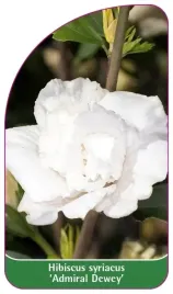 etykiety-ketmia-syryjska-admiral-dewey