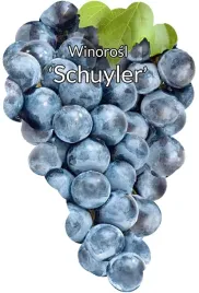 etykiety-szkolkarskie-winorosl-schuyler