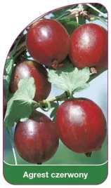 etykiety-szkolkarskie-agrest-czerwony