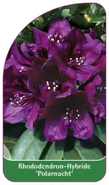 etykiety-rododendron-hybride-polarnacht