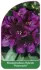 Kolor / wzór produktu #4