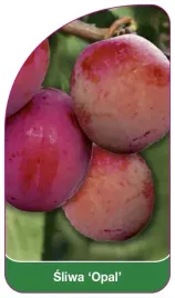 etykiety-szkolkarskie-z-gumka-sliwa-opal