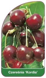 etykiety-szkolkarskie-czeresnia-kordia