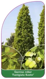 etykiety-dab-szypulkowy-fastigiata-koster
