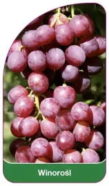 etykiety-szkolkarskie-z-gumka-winorosl