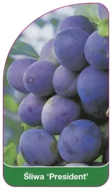 etykiety-szkolkarskie-z-gumka-sliwa-president