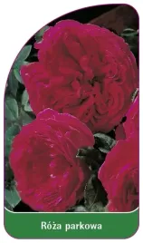 etykiety-szkolkarskie-roza-parkowa-nr-406