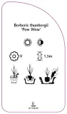 etykiety-berberys-thunberga-pow-wow-stan-nowy