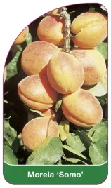 etykiety-szkolkarskie-z-gumka-morela-somo