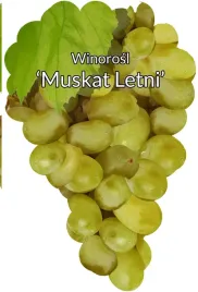etykiety-szkolkarskie-winorosl-muskat-letni