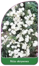 etykiety-szkolkarskie-roza-okrywowa-nr-296