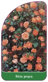 etykiety-szkolkarskie-roza-pnaca-nr-315
