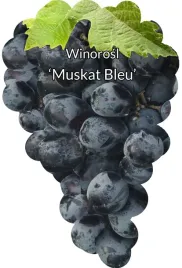 etykiety-szkolkarskie-winorosl-muskat-bleu