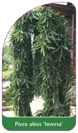 etykiety-szkolkarskie-swierk-pospolity-inversa