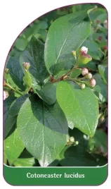 etykiety-szkolkarskie-irga-blyszczaca