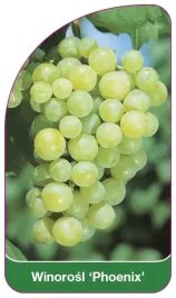 etykiety-szkolkarskie-winorosl-phoenix