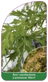 etykiety-klon-srebrzysty-laciniatum-wieri