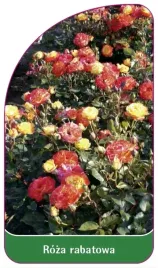 etykiety-szkolkarskie-roza-rabatowa-nr-110