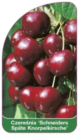 etykiety-szkolkarskie-czeresnia-schneiders-spate