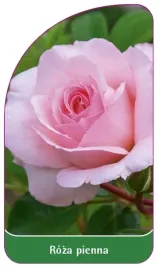 etykiety-szkolkarskie-roza-pienna-nr-20