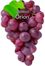 etykiety-szkolkarskie-winorosl-orion