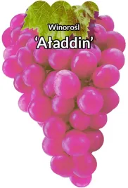 etykiety-szkolkarskie-winorosl-alladyn