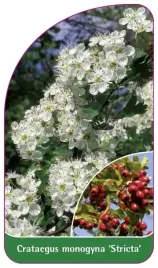 etykiety-szkolkarskie-glog-jednoszyjkowy-stricta