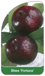 etykiety-szkolkarskie-sliwa-fortuna