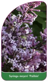 etykiety-lilak-syringa-meyeri-palibin