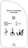 etykiety-berberys-thunberga-sunsation-stan-nowy