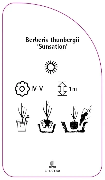 etykiety-berberys-thunberga-sunsation