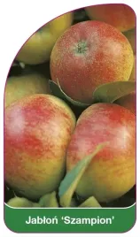 etykiety-szkolkarskie-z-gumka-jablon-szampion