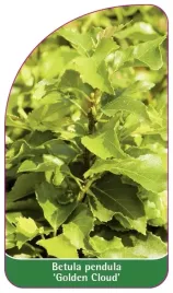 etykiety-brzoza-brodawkowata-golden-cloud