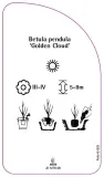 etykiety-brzoza-brodawkowata-golden-cloud-stan-nowy