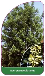 etykiety-szkolkarskie-klon-jawor-pseudoplatanus