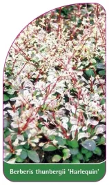 etykiety-berberys-thunberga-harlequin