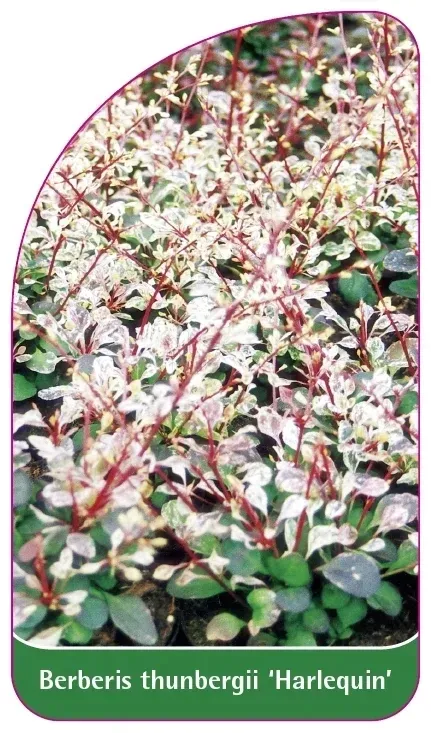 etykiety-berberys-thunberga-harlequin-stan-nowy