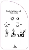 etykiety-berberys-thunberga-harlequin-stan-nowy