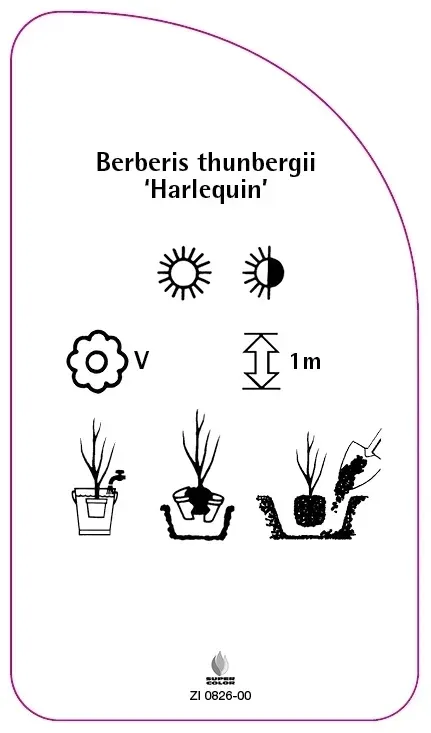 etykiety-berberys-thunberga-harlequin