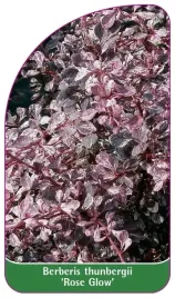 etykiety-berberys-thunberga-rose-glow