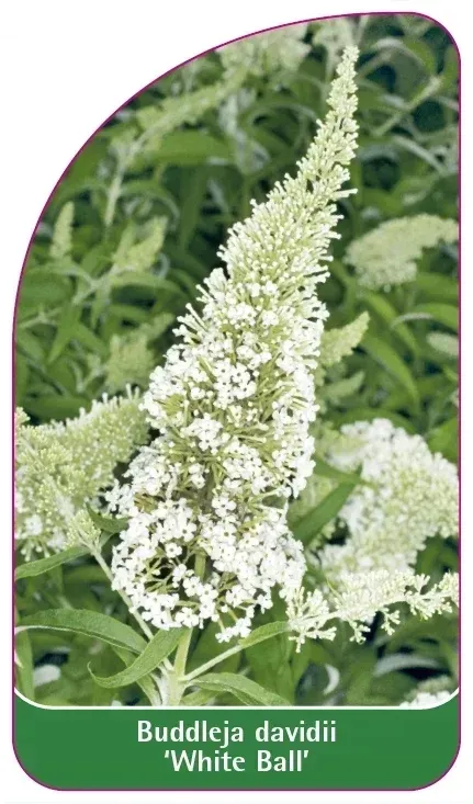 etykiety-budleja-dawida-white-ball-stan-nowy