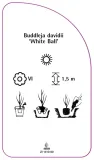 etykiety-budleja-dawida-white-ball-stan-nowy
