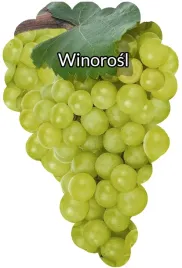 etykiety-szkolkarskie-winorosl-biala-blank