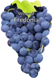 etykiety-szkolkarskie-winorosl-fredonia