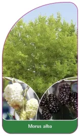 etykiety-szkolkarskie-z-gumka-morwa-biala