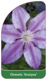 etykiety-szkolkarskie-clematis-grazyna