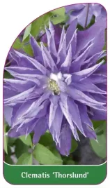 etykiety-szkolkarskie-clematis-thorslund
