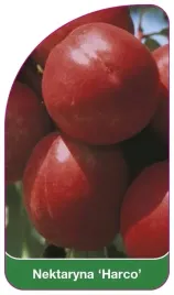 etykiety-szkolkarskie-z-gumka-nektaryna-harco